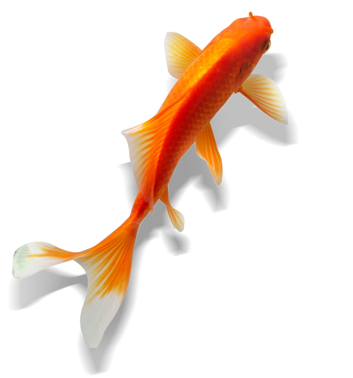 jabs consulting: dekorativer Fisch bei Unternehmenswerten