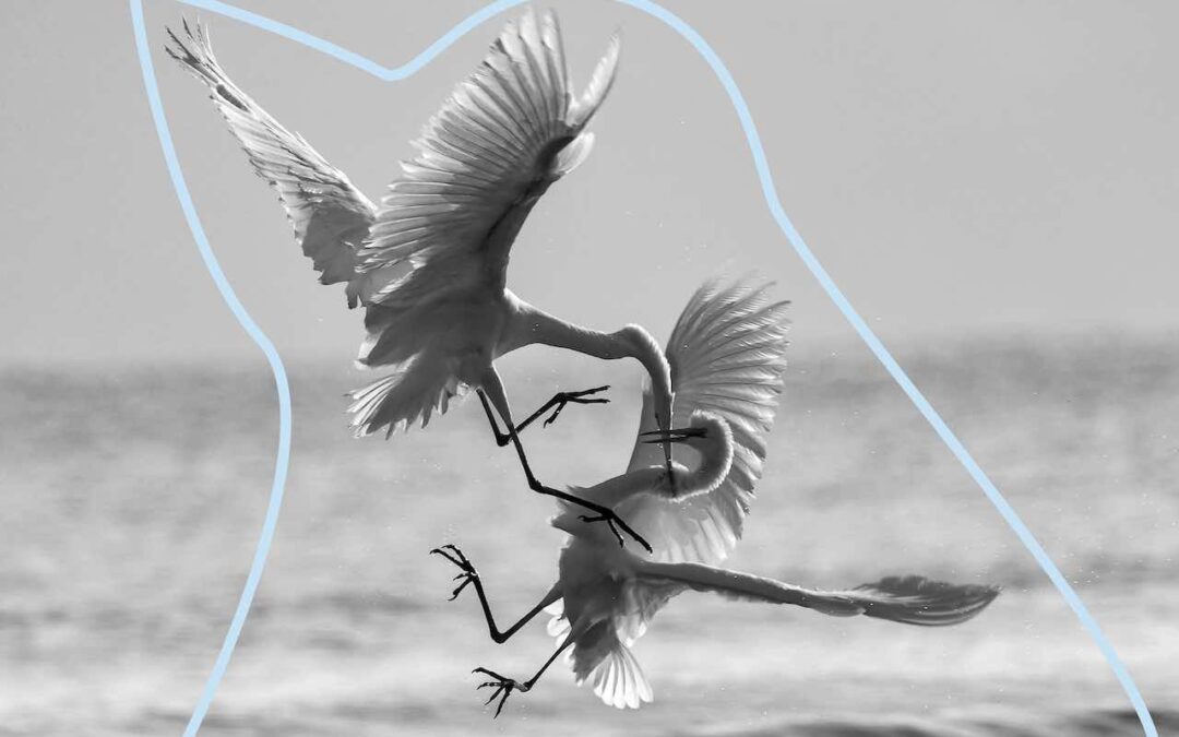 Streitende Vögel symbolisieren Konfliktmanagement im Team